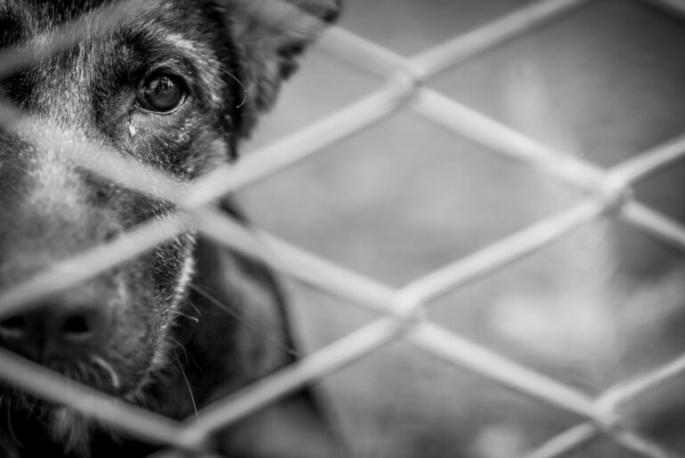 Help The Animals In Need Through The Best Animal Fundraising Sites Best Personal Fundraising Sites