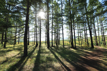 International Day Of Forests