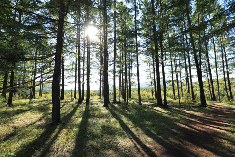Know The Reasons To Celebrate The International Day Of Forests International Day Of Forests