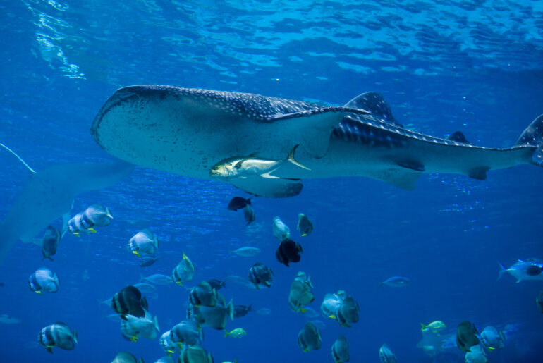 Observance Of World Whale Day World Whale Day